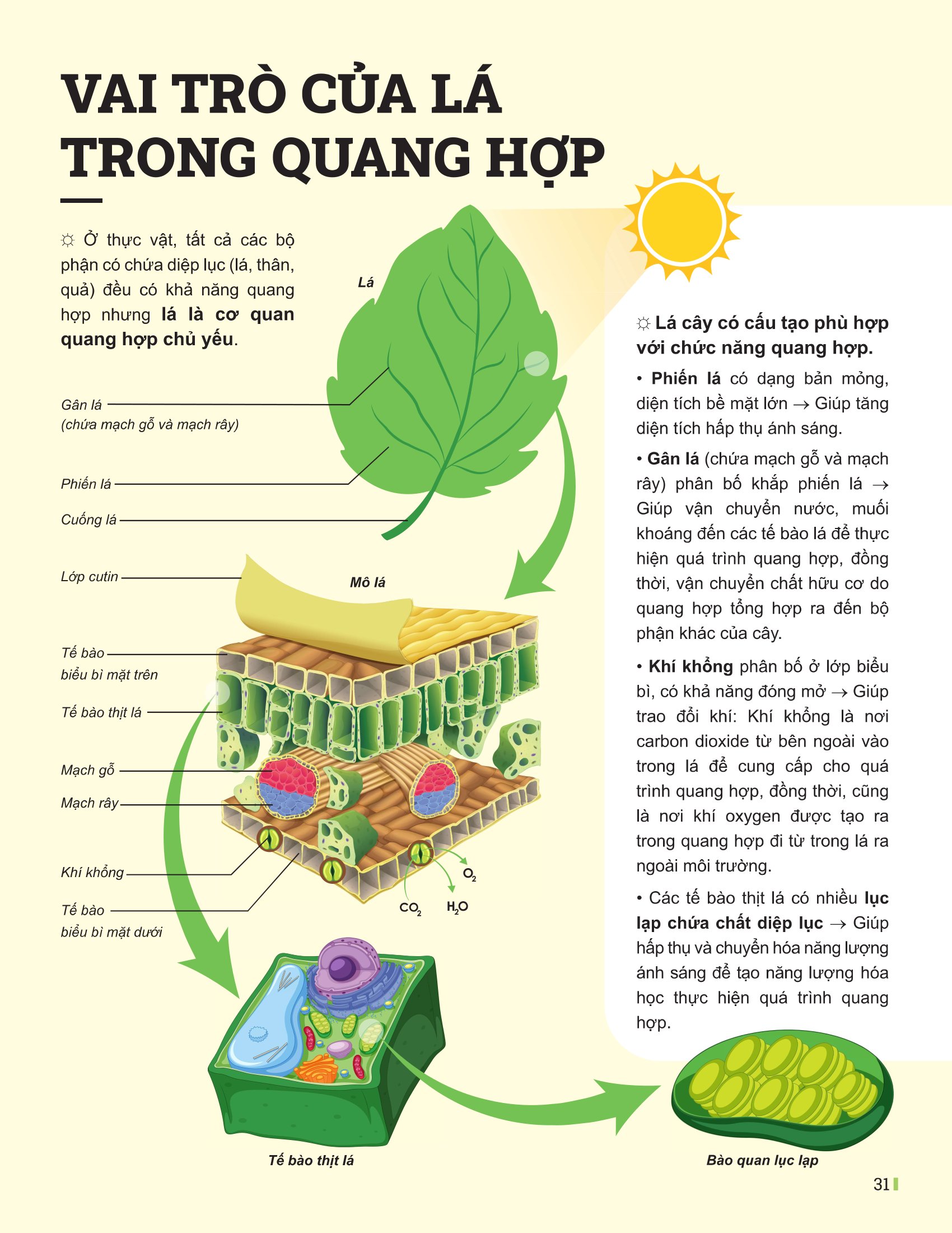 Bộ
Đột Phá Tư Duy Khoa Học Tự Nhiên 7 - Tập 2 (Tái Bản 2026) - Ảnh 9