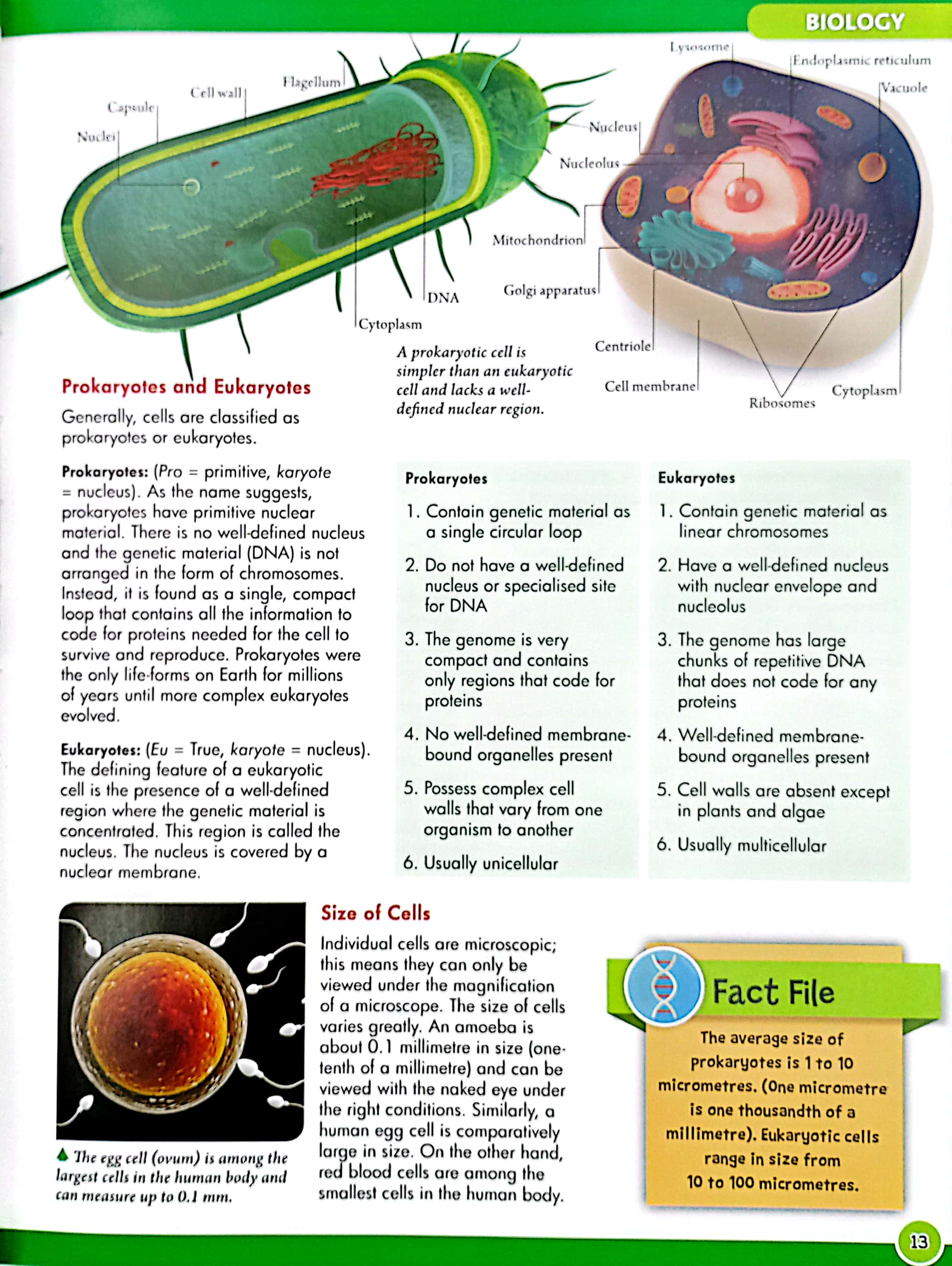 stem - a first introduction to science: discover biology, chemistry & physics - Ảnh 5