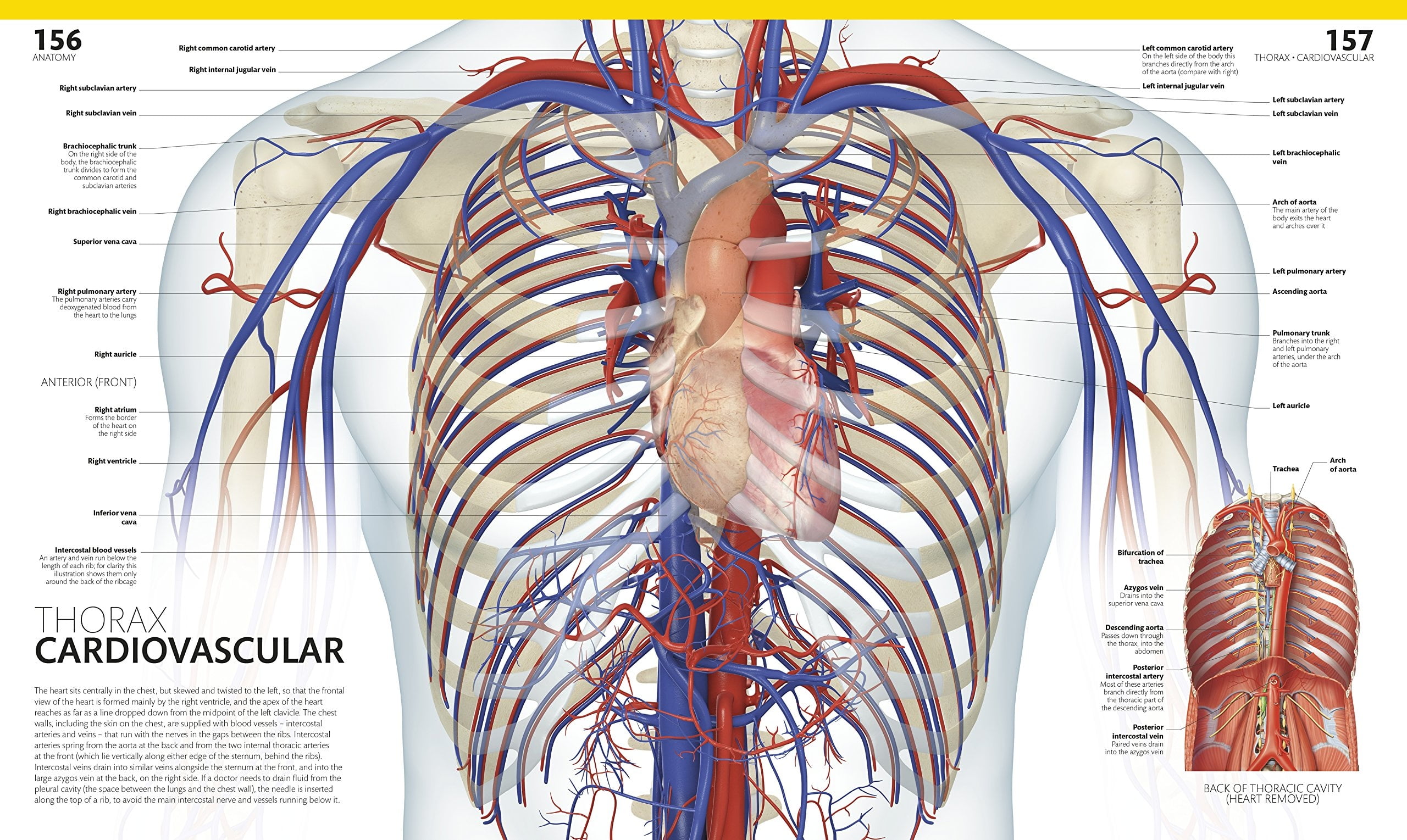 The Complete Human Body - Ảnh 4