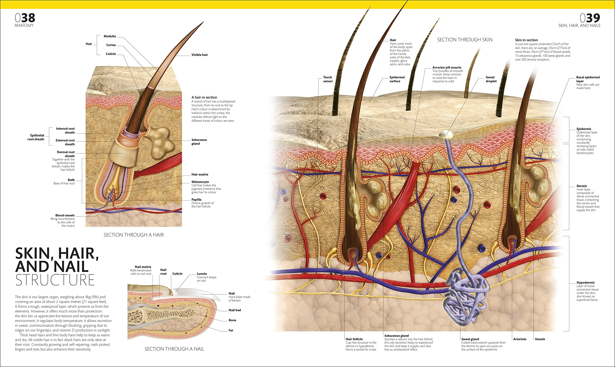 the complete human body -the definitive visual guide - Ảnh 3