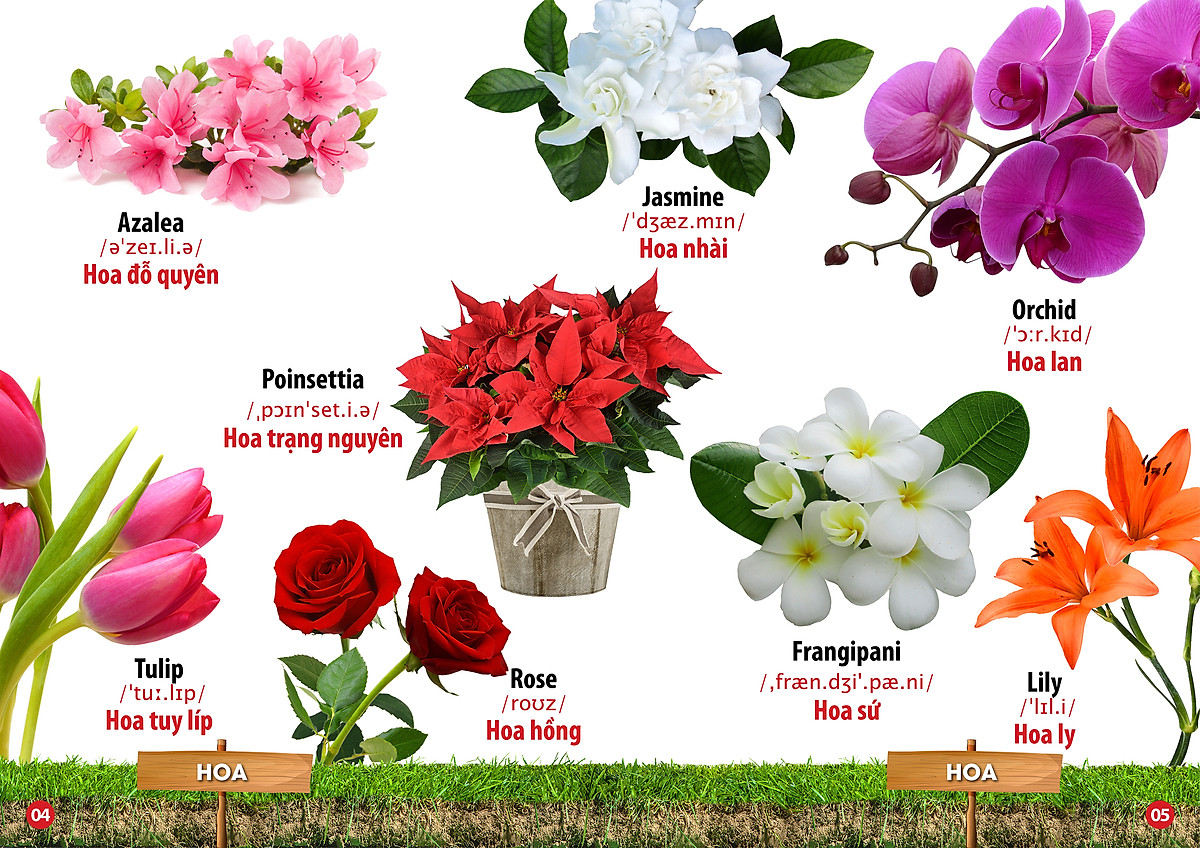 từ điển bằng hình - song ngữ anh-việt - hoa, quả, rau, củ - Ảnh 5